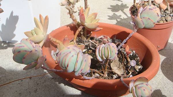 小盆.JPG 小盆.JPG