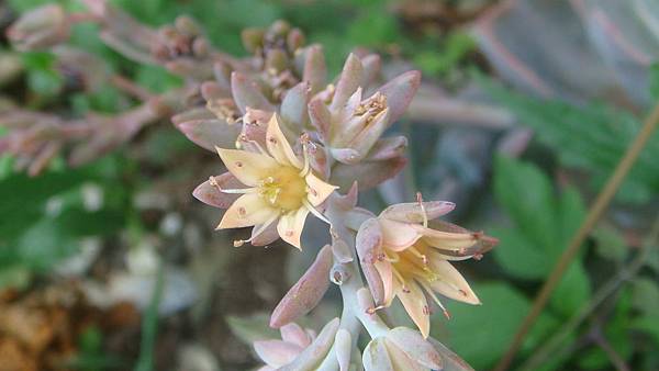 DSC04518.JPG DSC04518.JPG