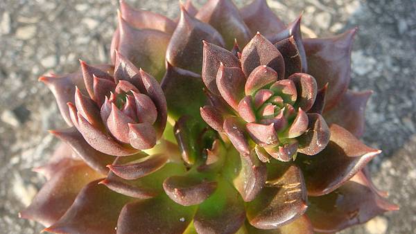 DSC04781.JPG DSC04781.JPG