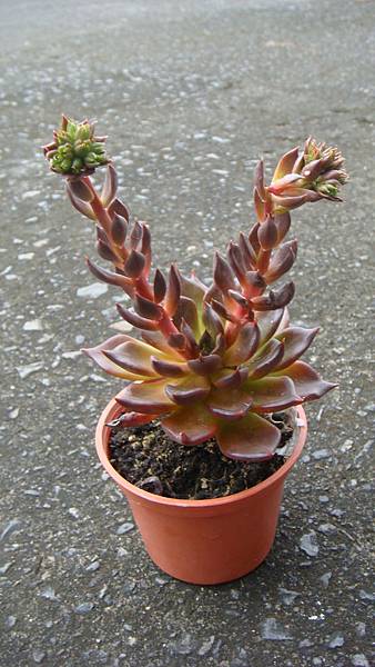 DSC04823.JPG DSC04823.JPG