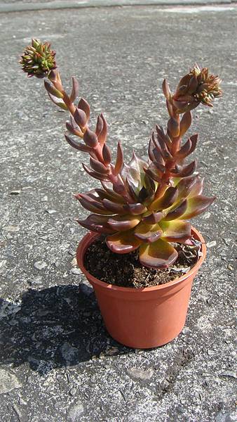 DSC04960.JPG DSC04960.JPG