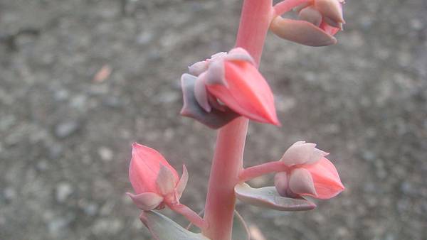 DSC04288.JPG DSC04288.JPG