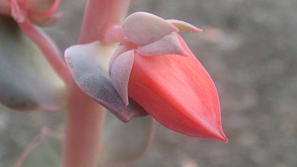 DSC04292.JPG DSC04292.JPG