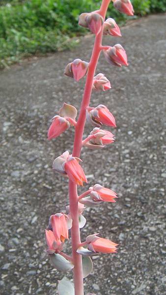 DSC04379.JPG DSC04379.JPG