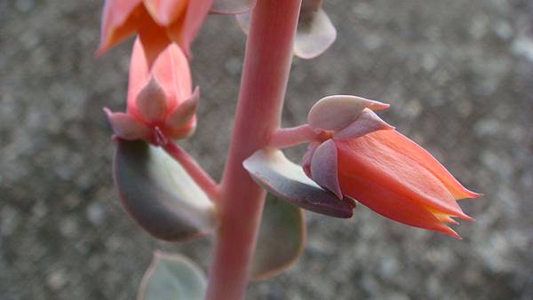 DSC04387.JPG DSC04387.JPG