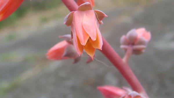 DSC04440.JPG DSC04440.JPG