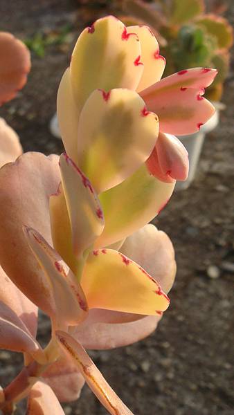 DSC01903.JPG DSC01903.JPG