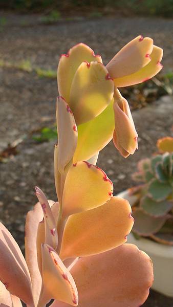 DSC01904.JPG DSC01904.JPG