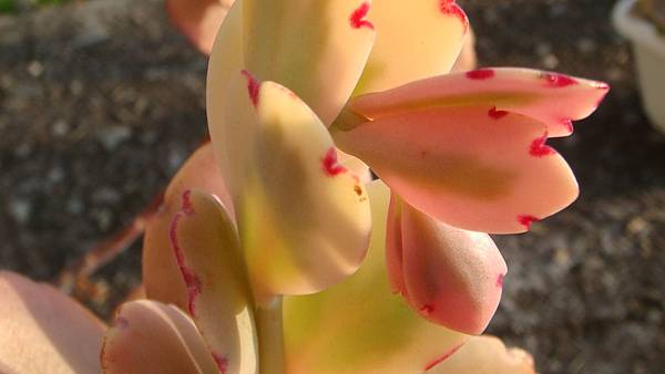 DSC01906.JPG DSC01906.JPG