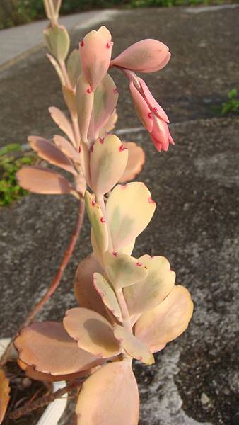 DSC02763.JPG DSC02763.JPG