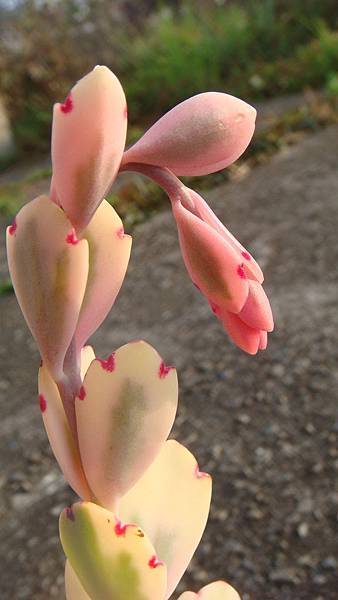 DSC02767.JPG DSC02767.JPG