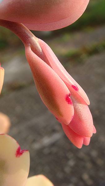 DSC02768.JPG DSC02768.JPG