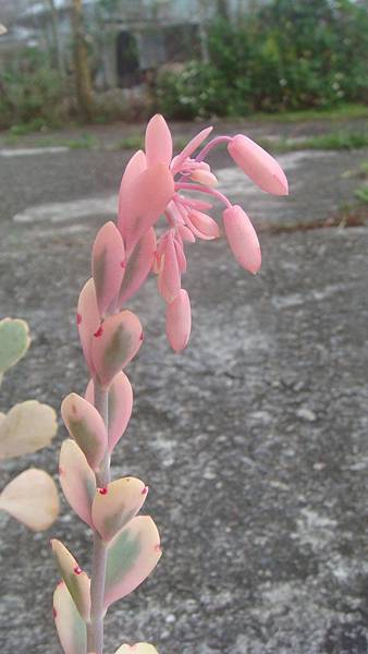 DSC03424.JPG DSC03424.JPG