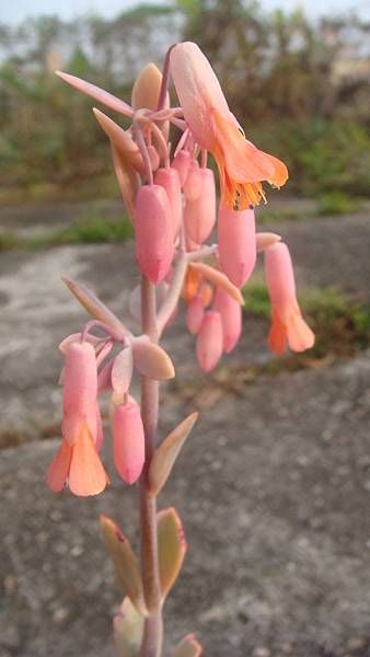 DSC03693.JPG DSC03693.JPG