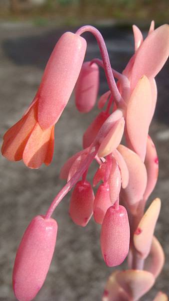 DSC03731.JPG DSC03731.JPG