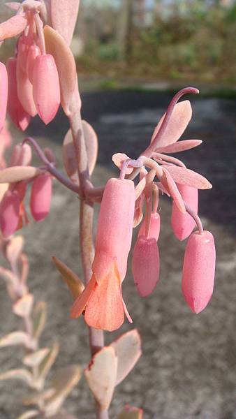 DSC03742.JPG DSC03742.JPG