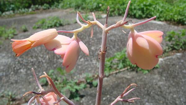 DSC04534.JPG DSC04534.JPG