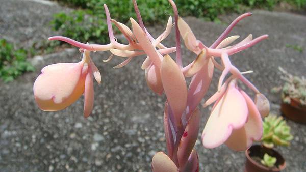 DSC04536.JPG DSC04536.JPG