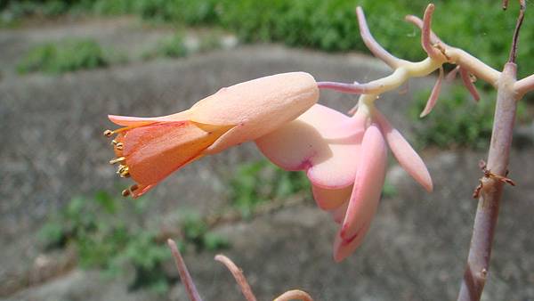 DSC04537.JPG DSC04537.JPG