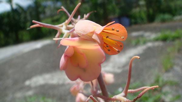 DSC04553.JPG DSC04553.JPG