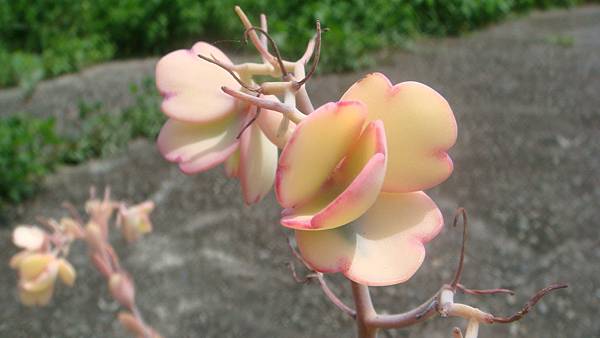 DSC04581.JPG DSC04581.JPG