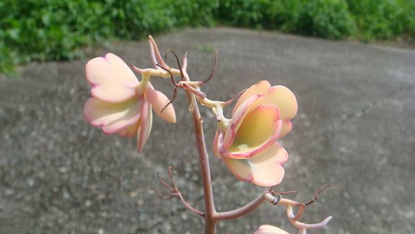 DSC04582.JPG DSC04582.JPG