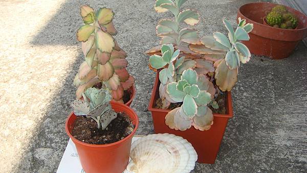 DSC04519.JPG DSC04519.JPG