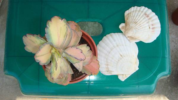 DSC04523.JPG DSC04523.JPG