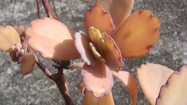 DSC05297.JPG DSC05297.JPG