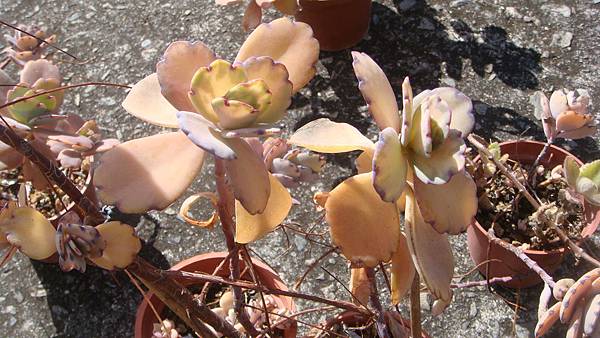 DSC05437.JPG DSC05437.JPG