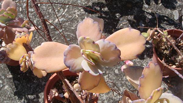 DSC05438.JPG DSC05438.JPG