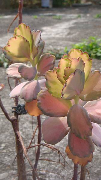 DSC06287.JPG DSC06287.JPG