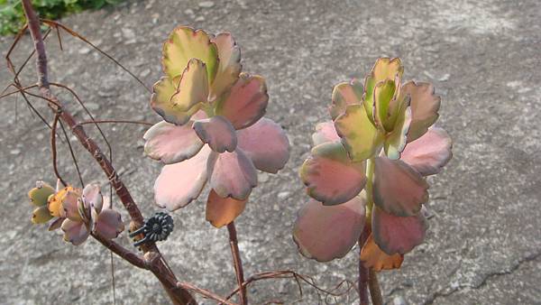 DSC06288.JPG DSC06288.JPG