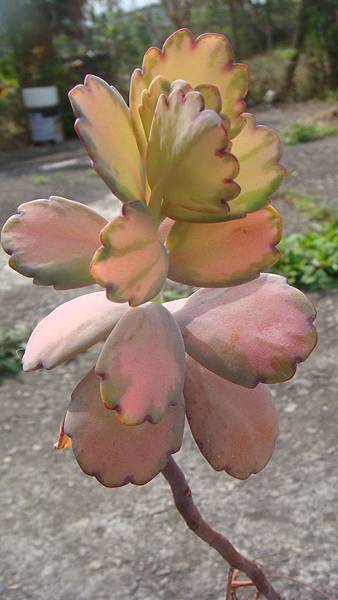 DSC06299.JPG DSC06299.JPG