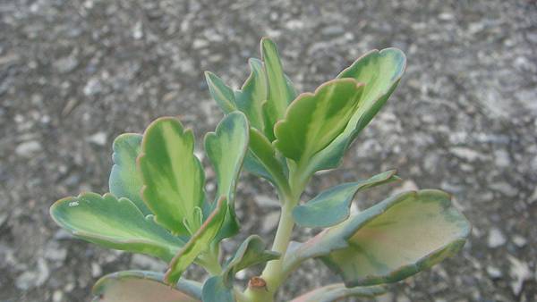 DSC08136.JPG DSC08136.JPG