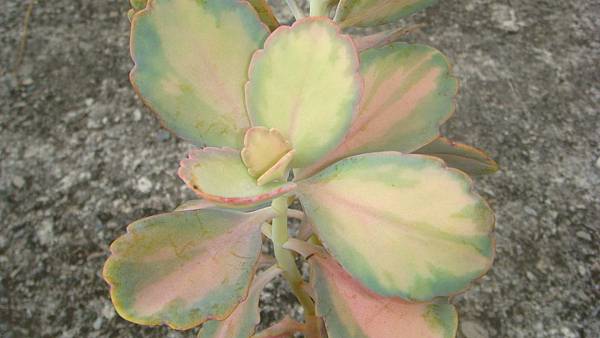 DSC09008.JPG DSC09008.JPG