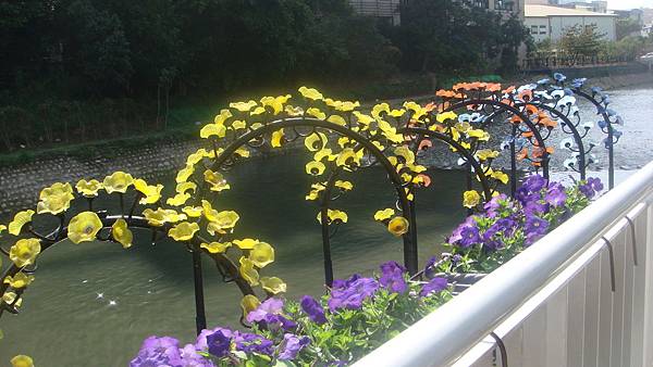 牽牛 (2).JPG 牽牛 (2).JPG