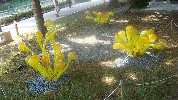 菇 (1).JPG 菇 (1).JPG