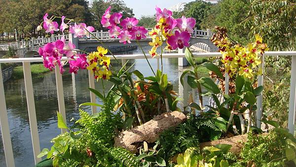 蘭 (1).JPG 蘭 (1).JPG