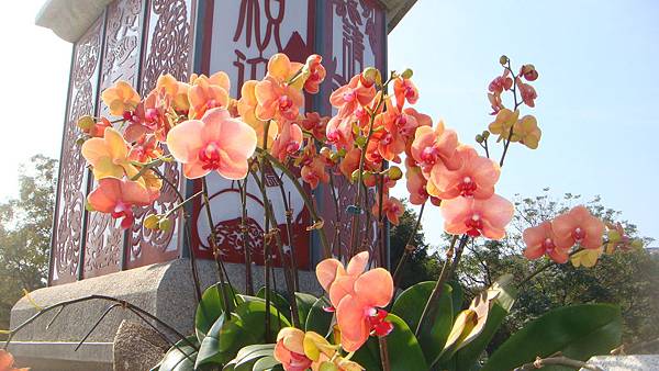 蘭 (2).JPG 蘭 (2).JPG