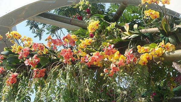 蘭 (3).JPG 蘭 (3).JPG