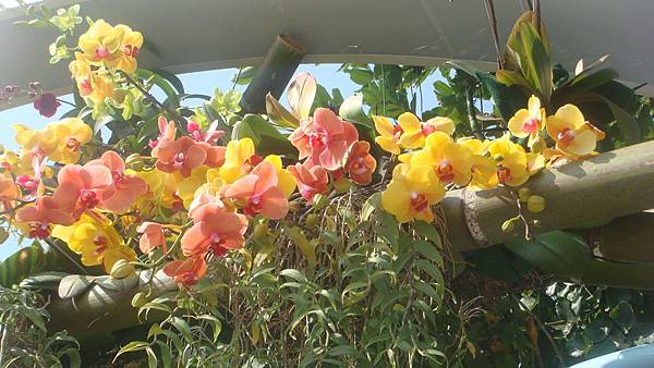 蘭 (4).JPG 蘭 (4).JPG