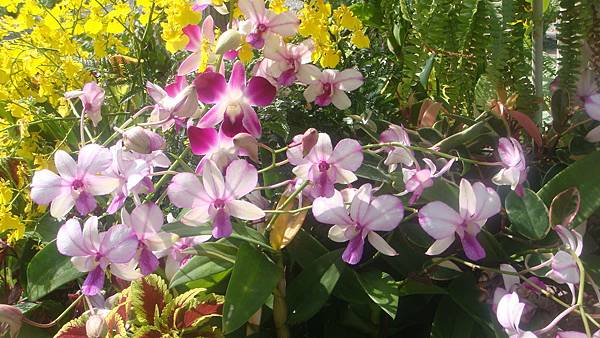 蘭 (5).JPG 蘭 (5).JPG