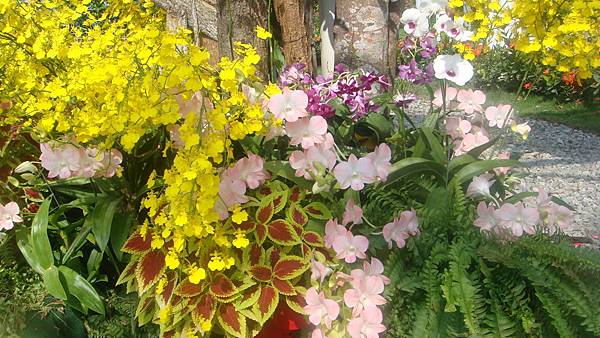 蘭 (6).JPG 蘭 (6).JPG