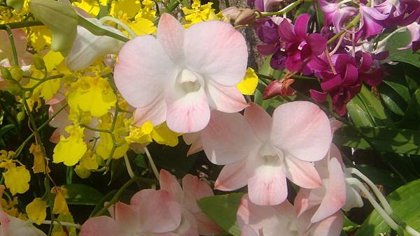 蘭 (7).JPG 蘭 (7).JPG