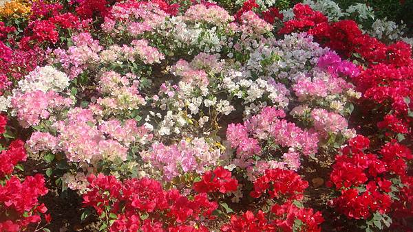 DSC08116.JPG DSC08116.JPG