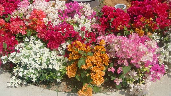 DSC08148.JPG DSC08148.JPG