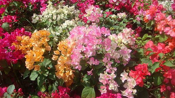 DSC08157.JPG DSC08157.JPG