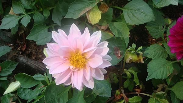 大理花.JPG 大理花.JPG