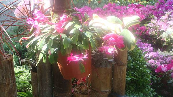 多肉.JPG 多肉.JPG